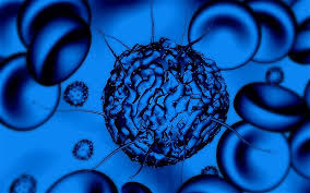 stem cell